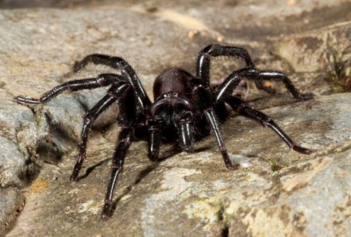 5 Most Dangerous And Poisonous Creatures In The World