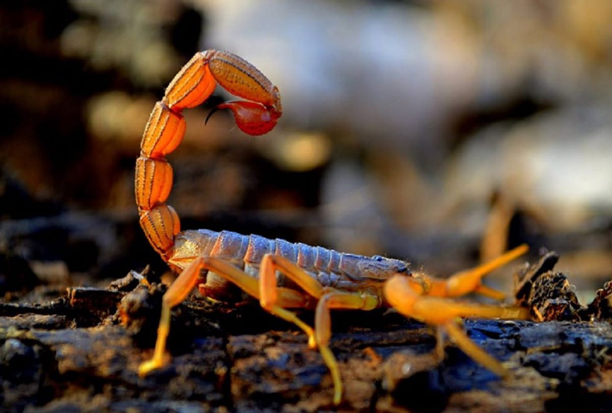 5 Most Dangerous And Poisonous Creatures In The World