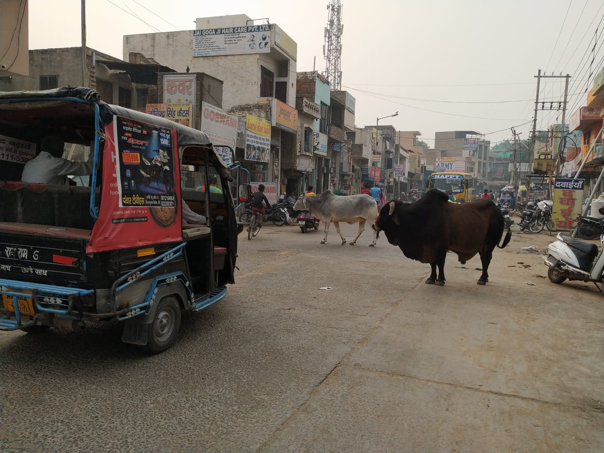 the operators of nandishalas are refusing to keep the caught animals