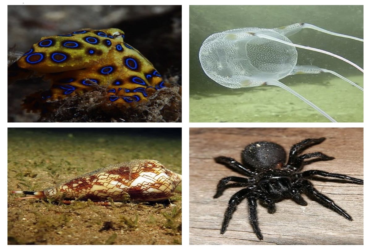 5 Most Dangerous And Poisonous Creatures In The World