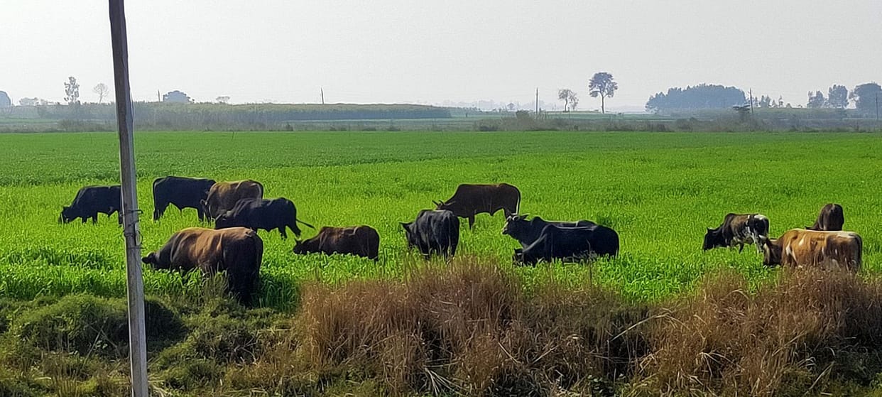 Crops of Anna cowherds destroying crops