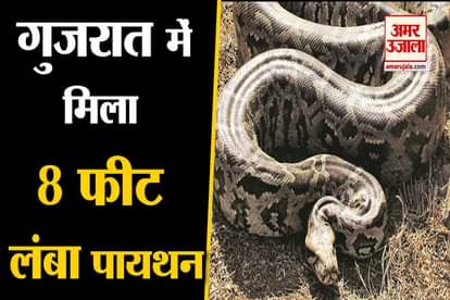 Gujarat forest dept rescues 8-ft-long python in chhotaudepur