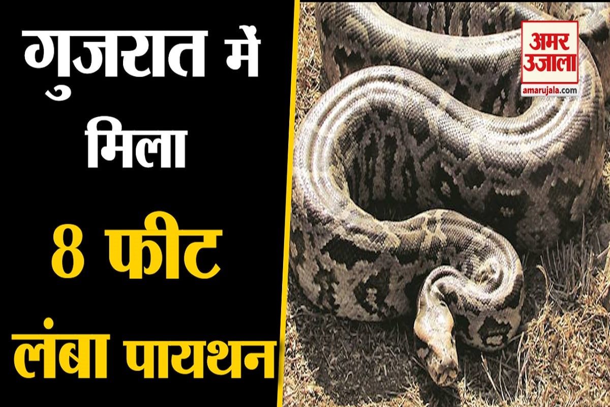 पायथन