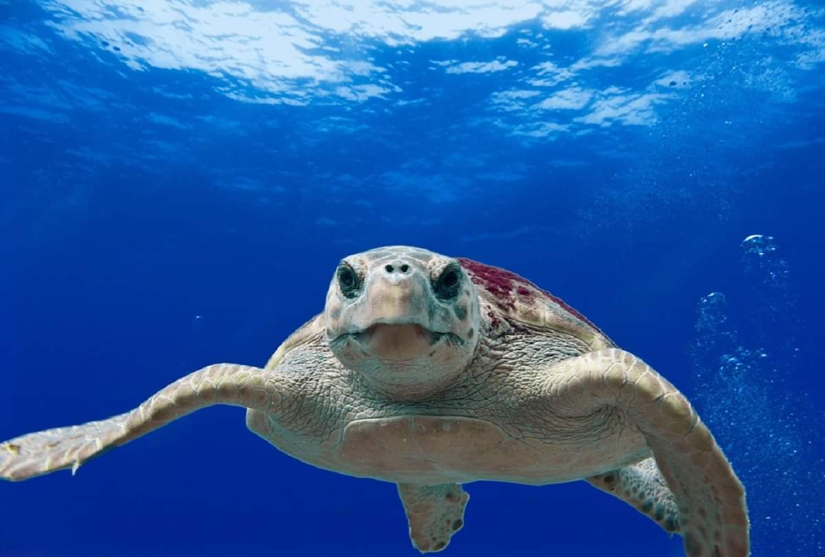 Interesting and strange facts about turtles