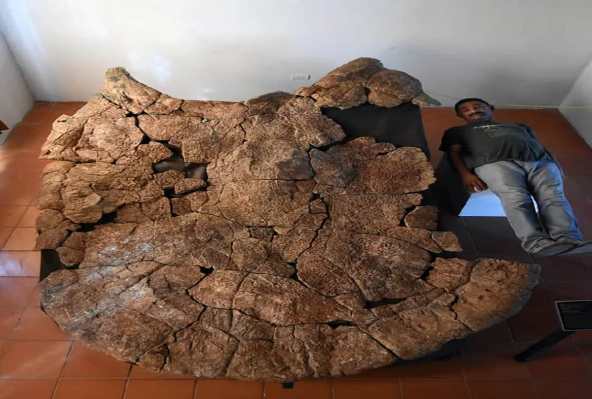 Car sized turtle fossils unearthed in Colombia Tatacoa Desert