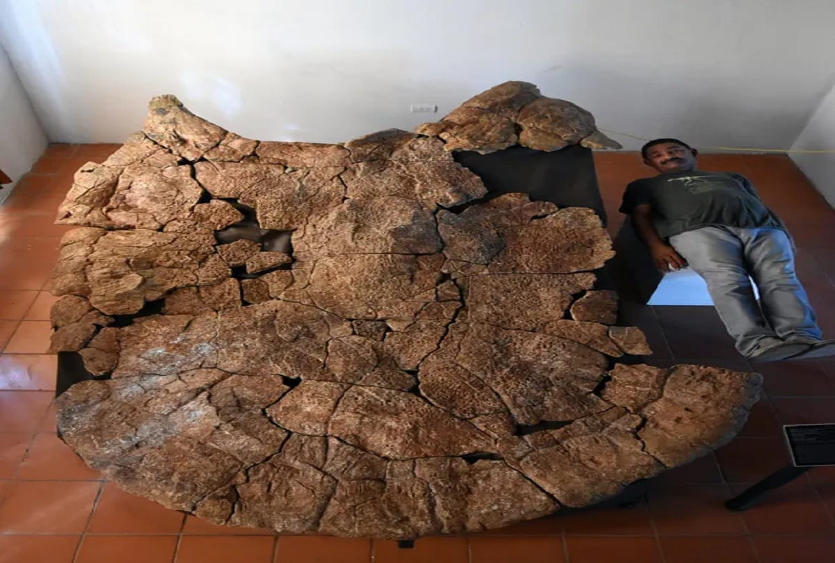 Car sized turtle fossils unearthed in Colombia Tatacoa Desert