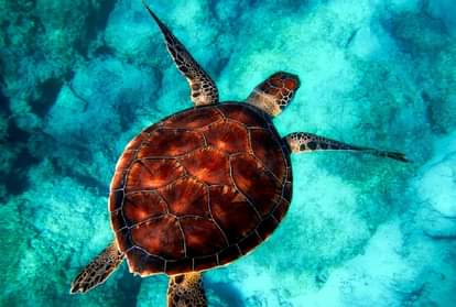 Interesting and strange facts about turtles
