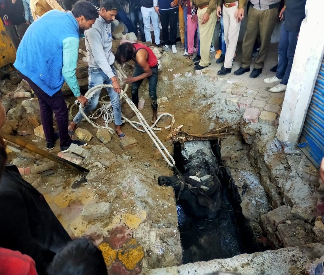 Took out the cow that fell in the drain