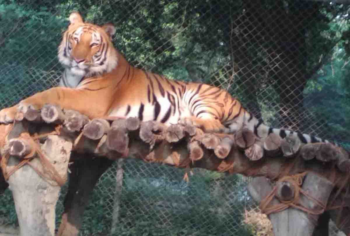 For the first time in the zoo, a team of four doctors performed a tiger eye operation