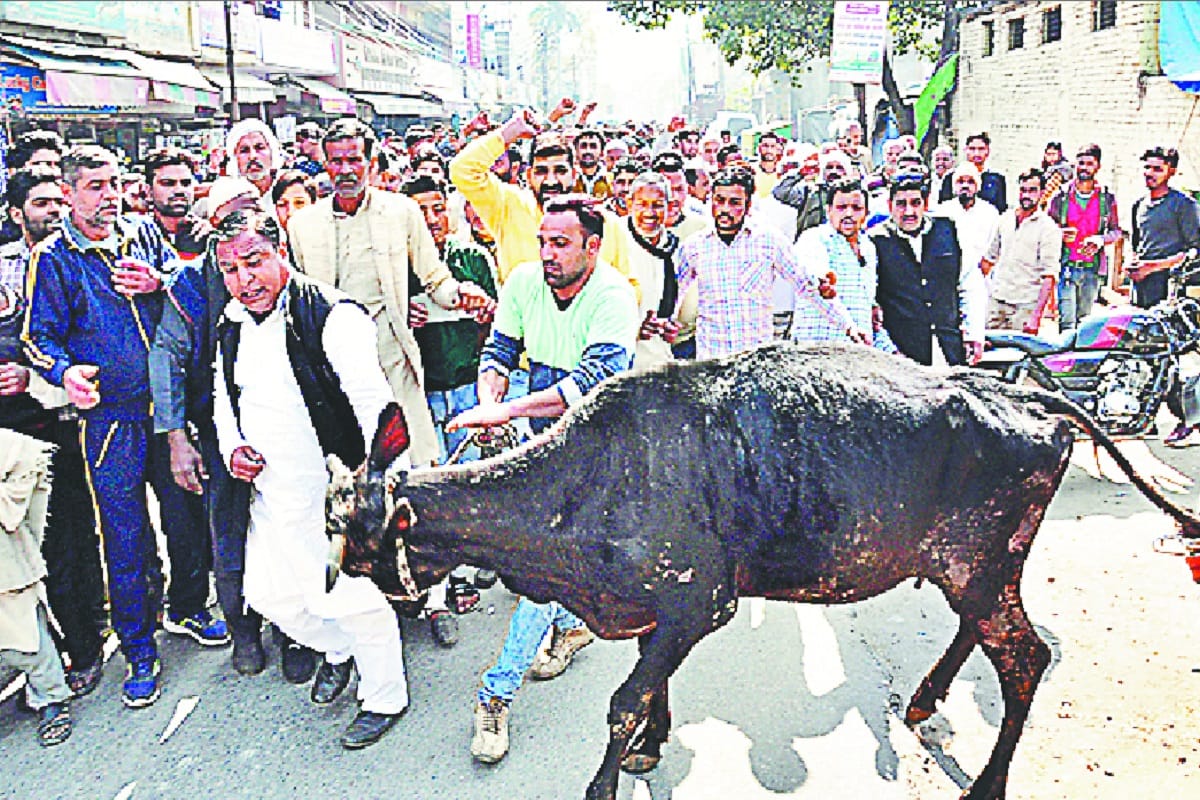 Dairy directors with cow has ruckus in nagar nigam office at Saharanpur and warnned to police