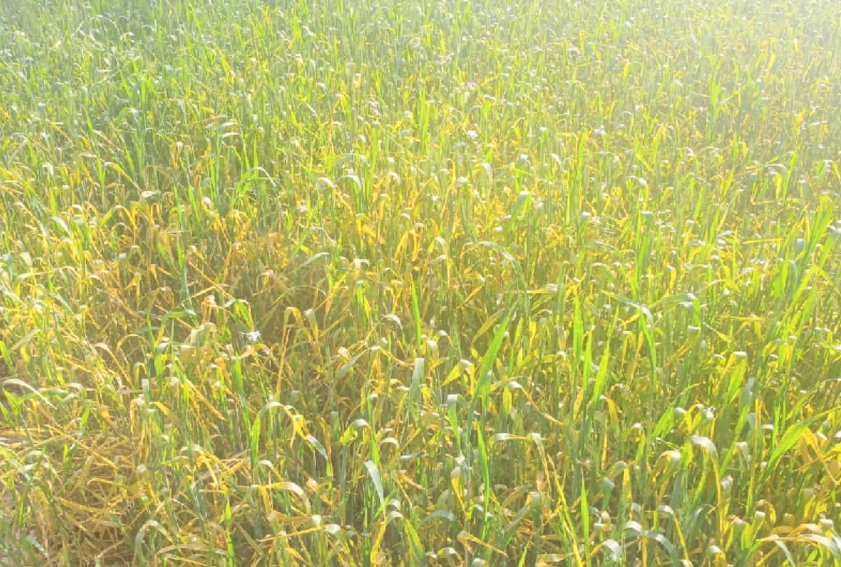 On the verge of ruining wheat crop standing in 2.14 lakh hectare area due to corona