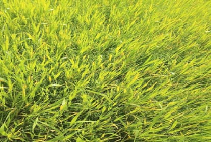 wheat crop
