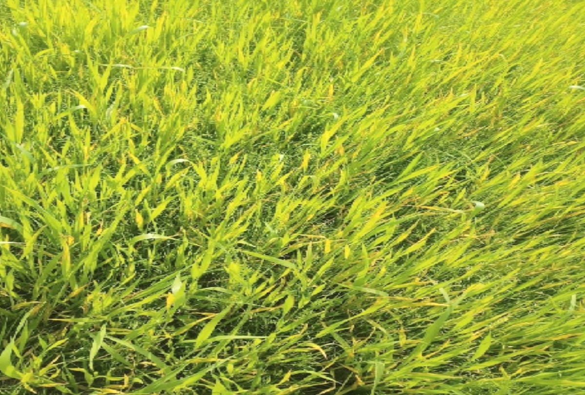 High temperature in Haryana region, harmful for wheat crop