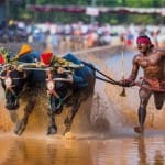 Kambala racer called Indias Usain Bolt Srinivas Gowda is injured in fall