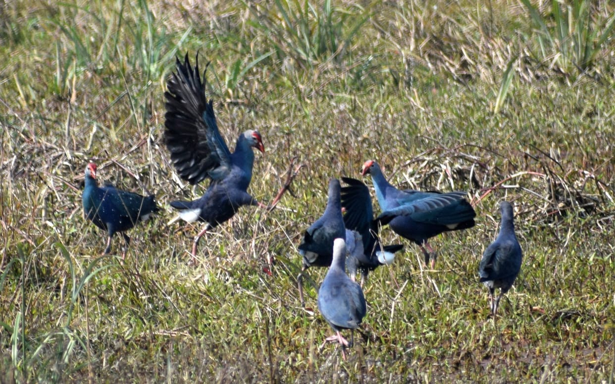croud in sandi bird festival