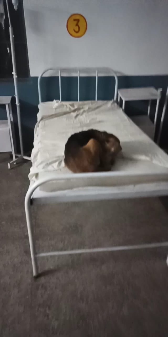 Doctor is missing, dogs sleep on beds