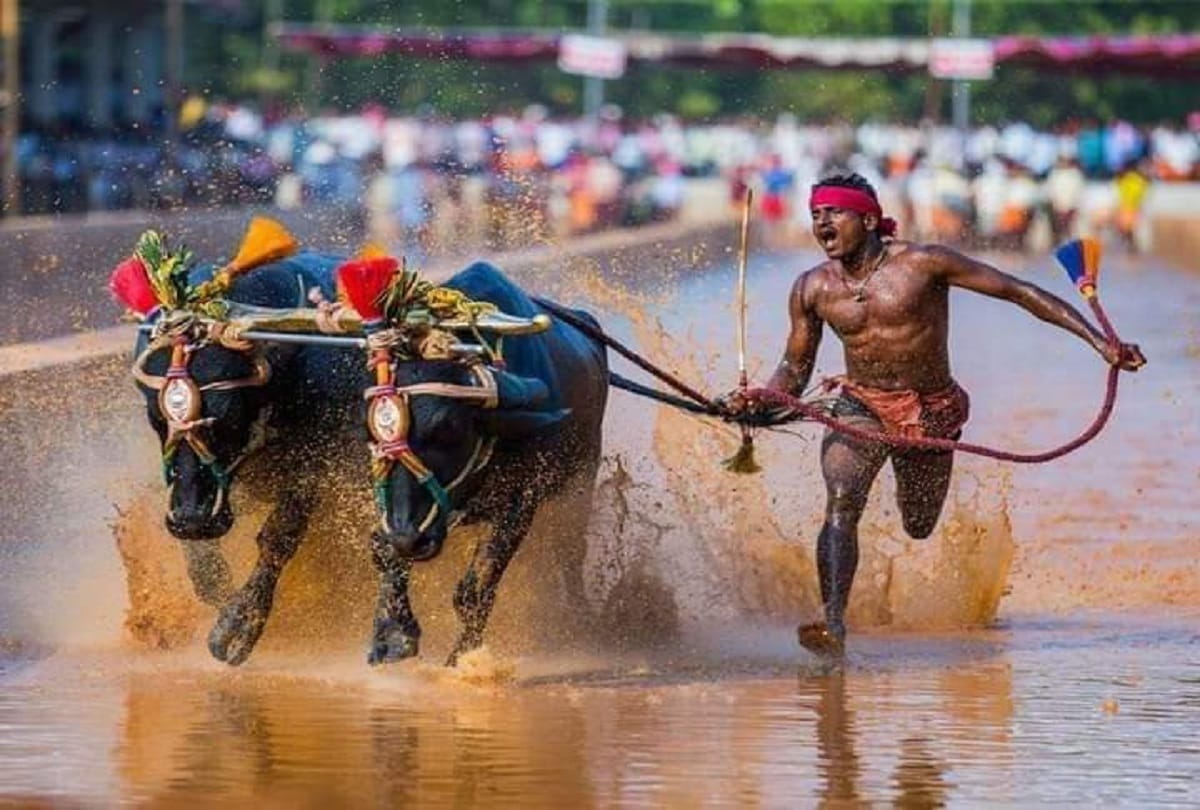 Karnataka Man Running With Buffaloes Covers 100 Metres in Just 9.55 Seconds in Kambala Race