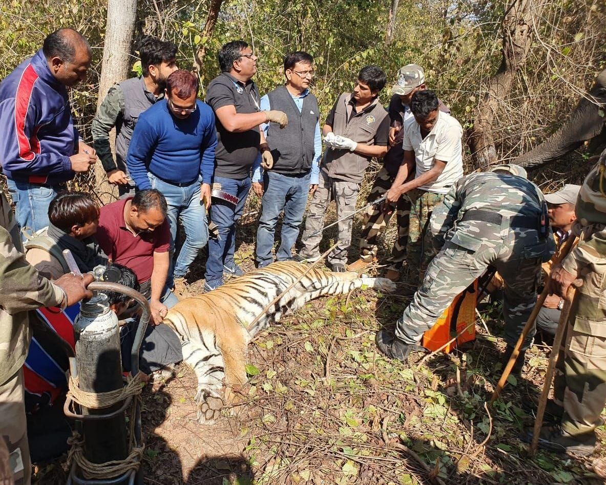 Tigress's caller id changed in chitrakot