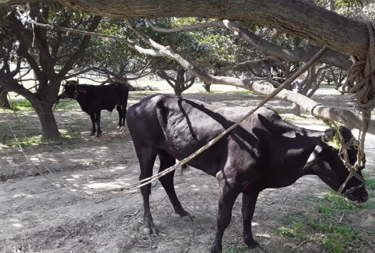 Farmer kept sitting on tree with fear of bulls