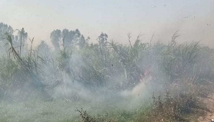 Sugarcane field fire