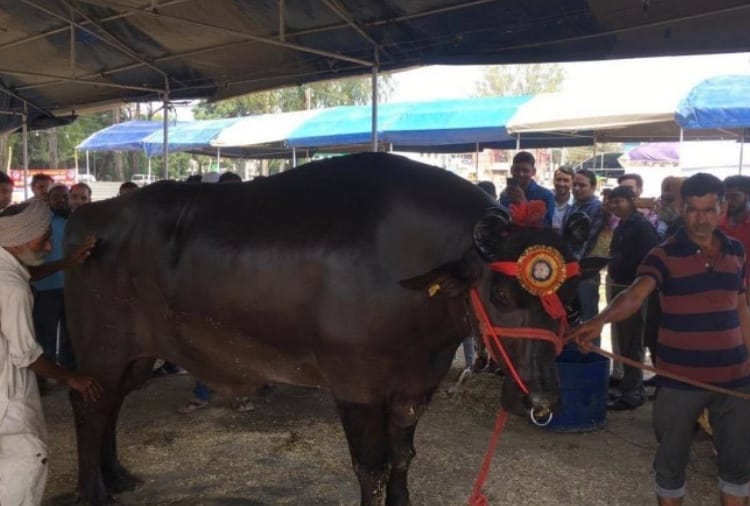National Dairy Fair start in Karnal from 15 February