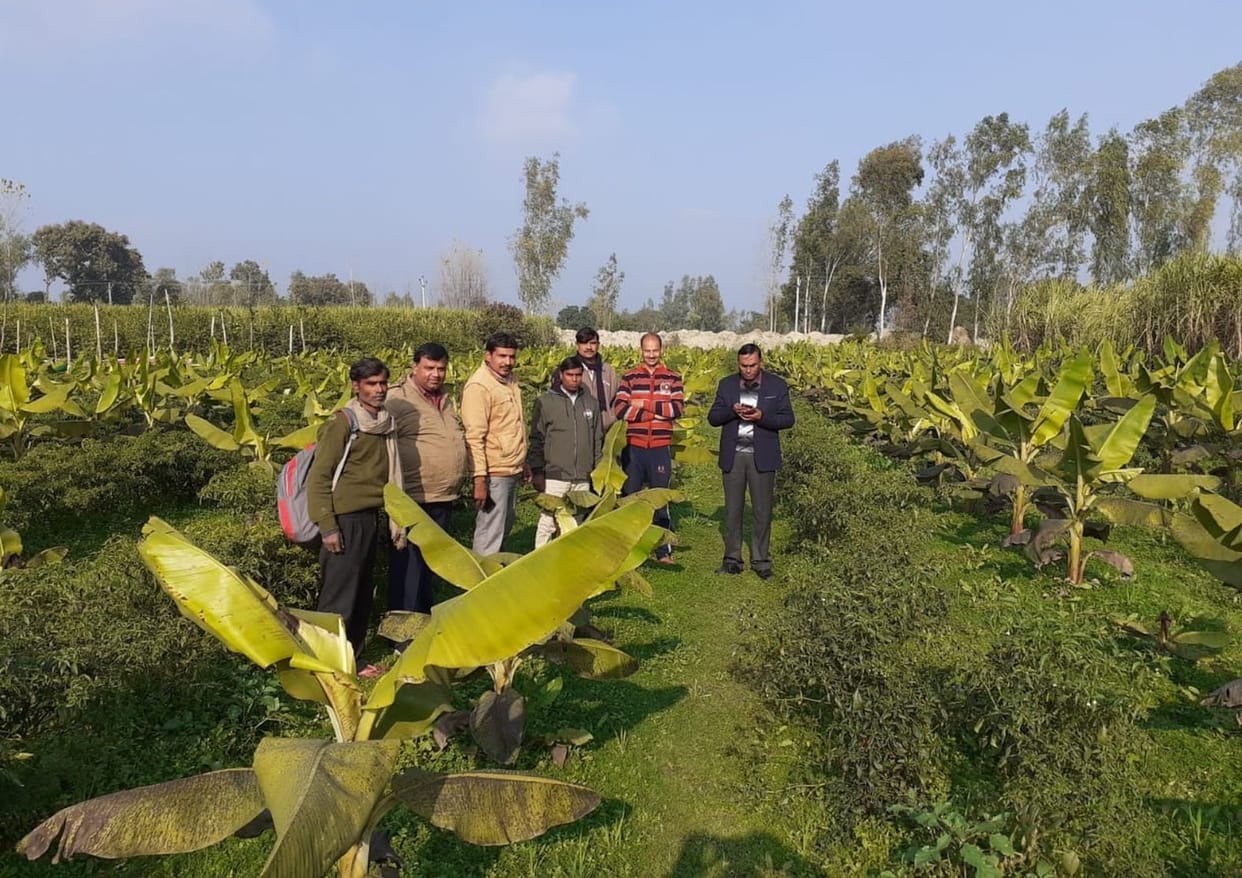 Making technology rich in banana and papaya cultivation