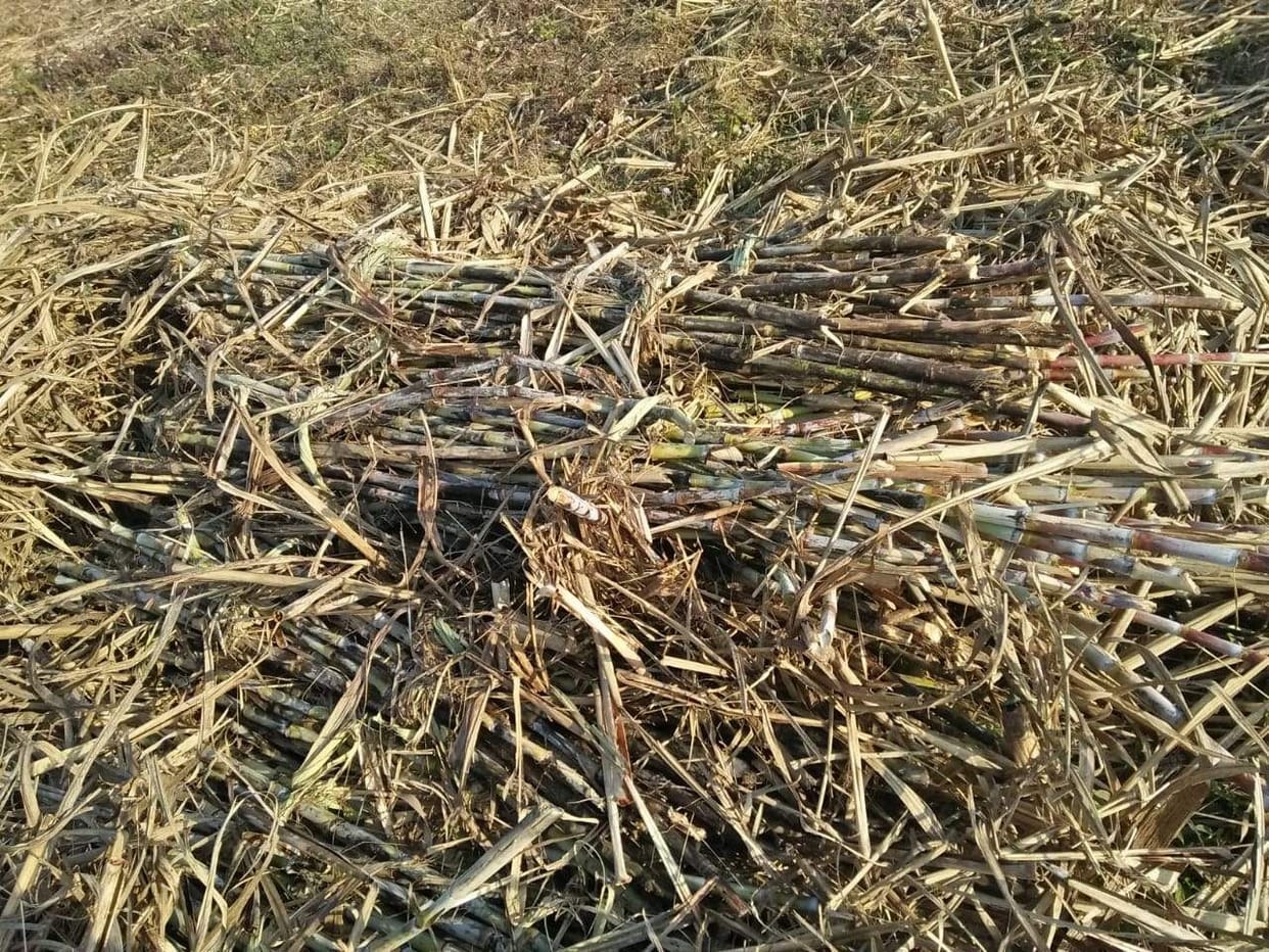 Tenants raging when sugarcane is not lifted