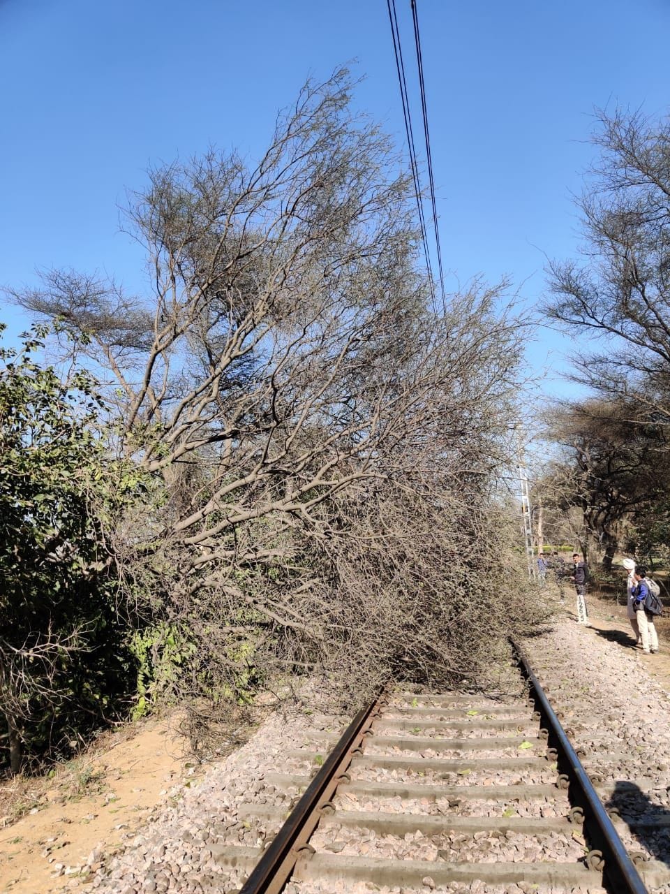 a fallen tree on the railway line