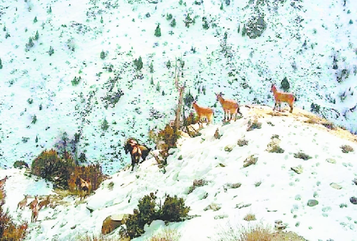 Lahaul women became an example in conservation of forests and wildlife