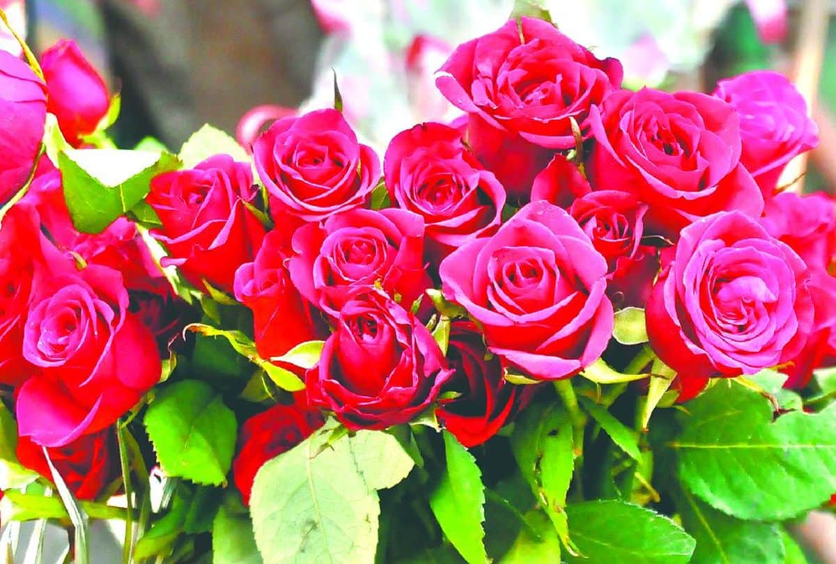 tourists seen the Taj Mahal from Mehtab Bagh on Valentine's Day