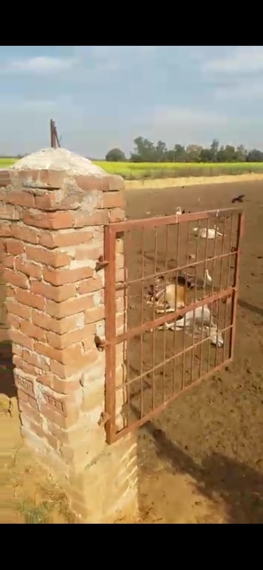 In UP, dogs kept trying to preserve the cow dynasty: animals suffering in enclosure