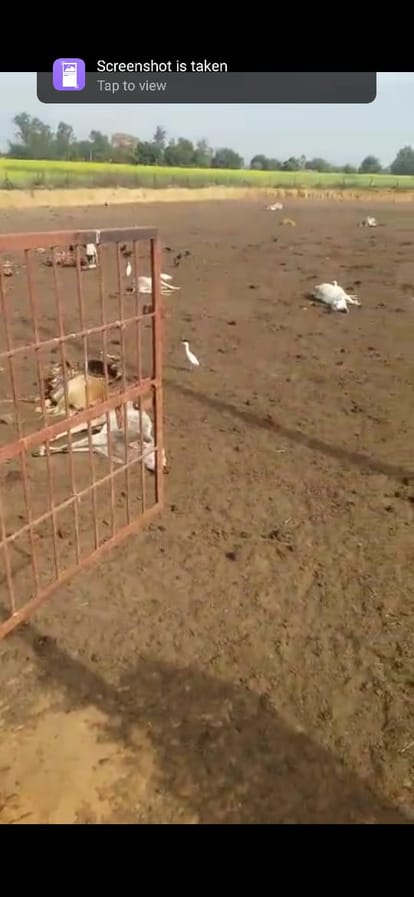 In UP, dogs kept trying to preserve the cow dynasty: animals suffering in enclosure