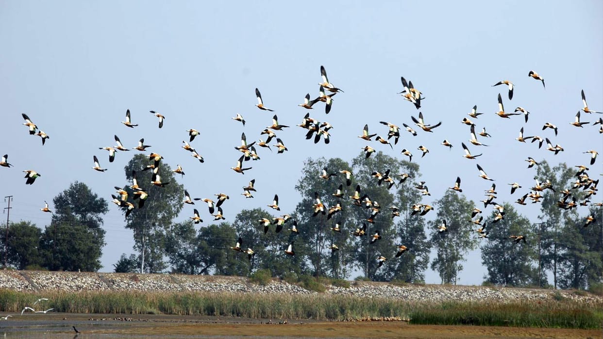 Foreign birds started returning from their seats