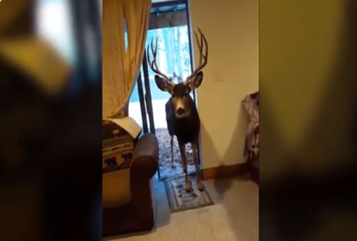 woman fined 39 thousand rupees for luring and feeding three deer in her living room