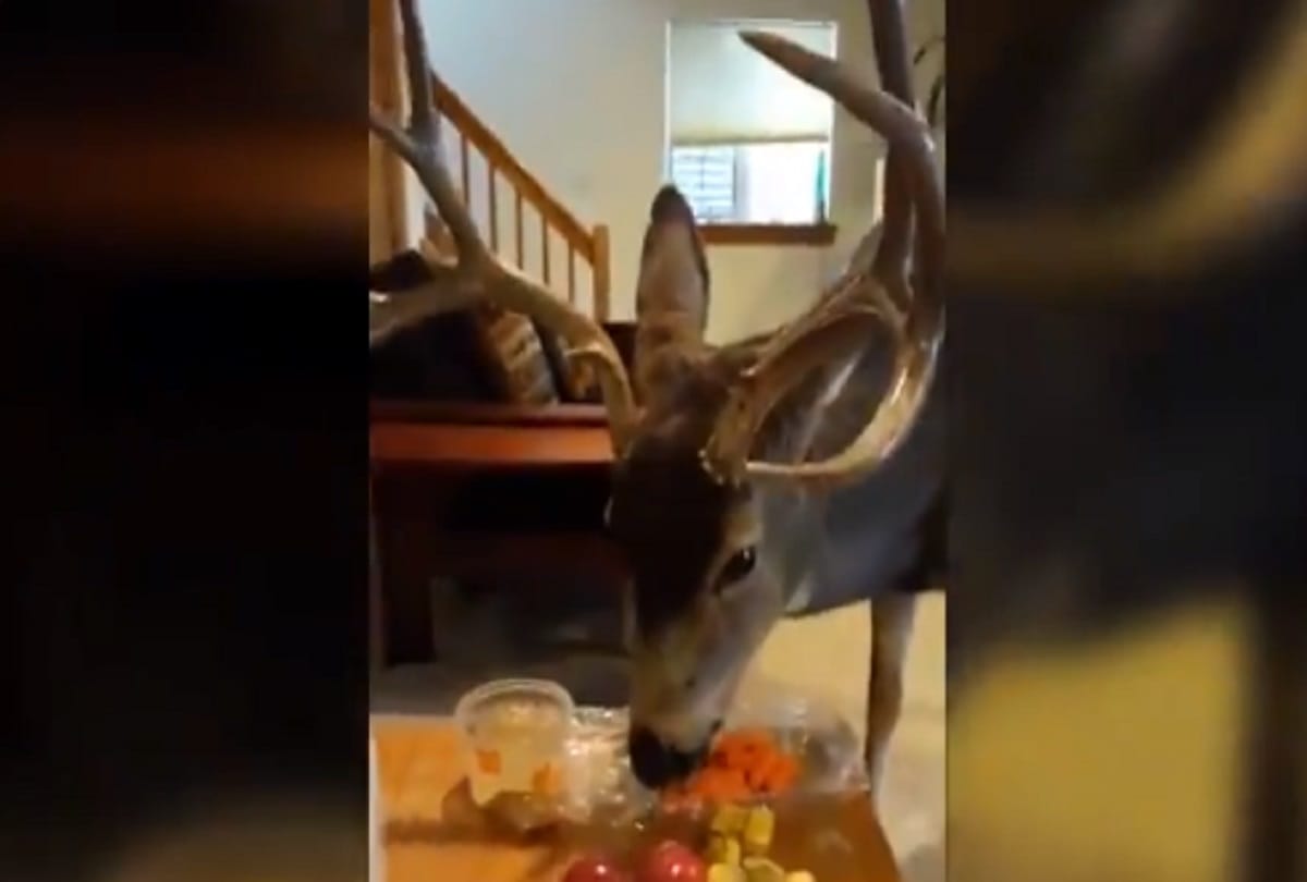 woman fined 39 thousand rupees for luring and feeding three deer in her living room