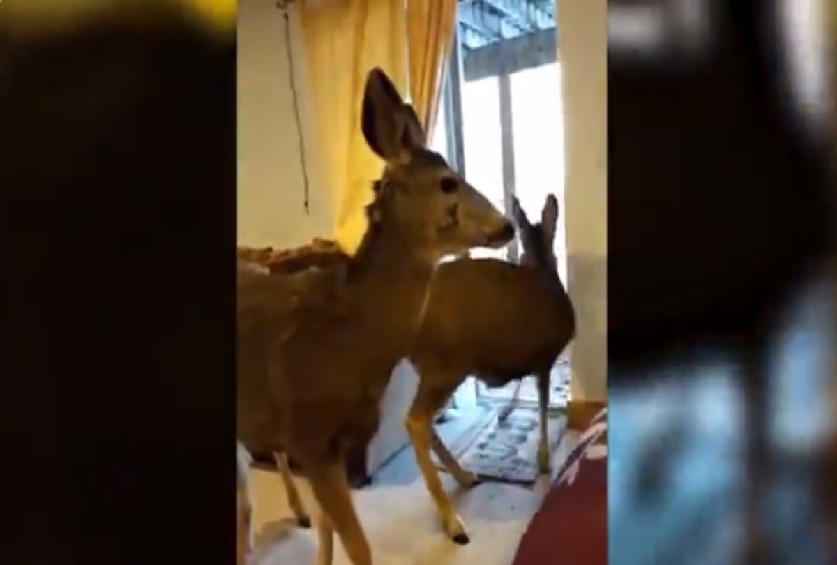 woman fined 39 thousand rupees for luring and feeding three deer in her living room