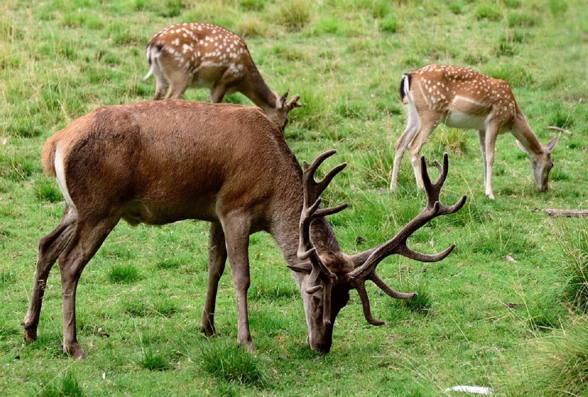 woman fined 39 thousand rupees for luring and feeding three deer in her living room