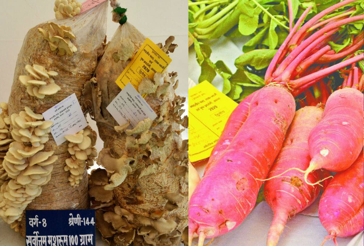 Horticulture Exhibition of Flower show In Circuit House