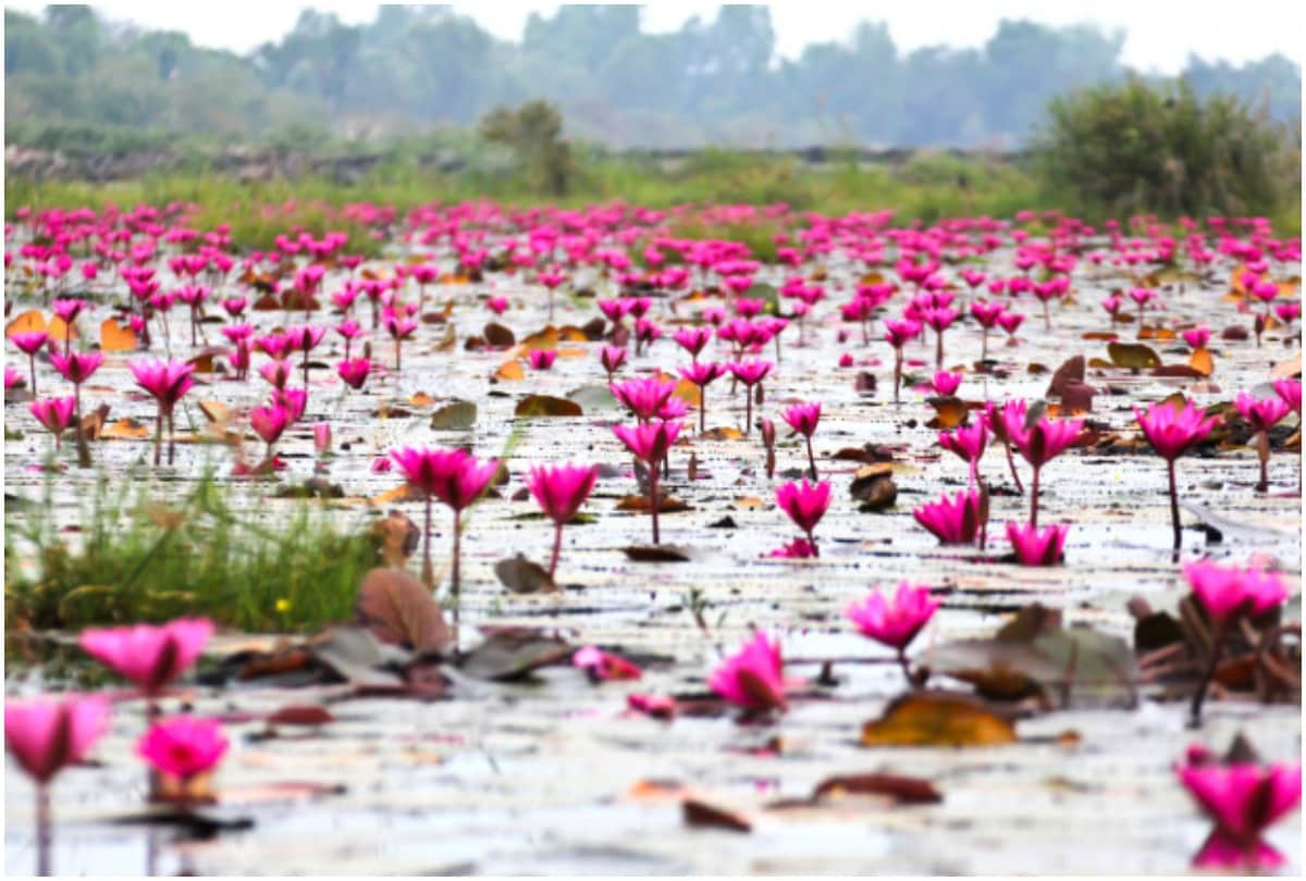 Pink Water Lilies Lake in Thailand, beautiful beyond words