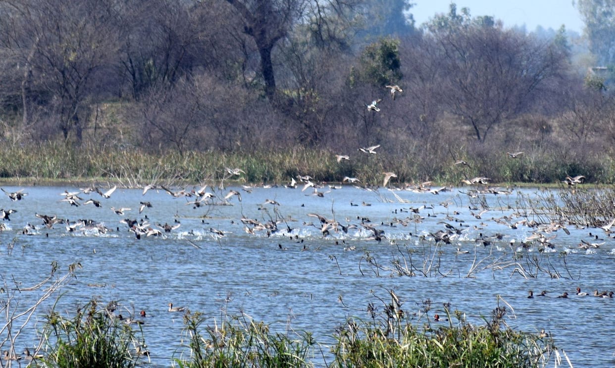 pak chakor comes to sandi bird festival