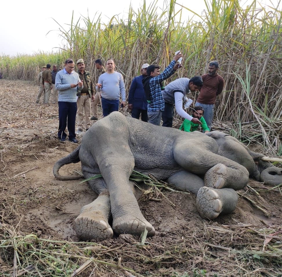 Forest department engaged in treatment of sick elephant