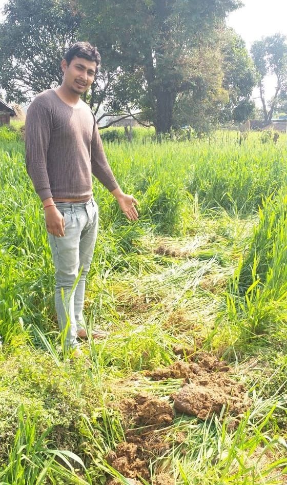 Crop Damage In Tanakpur
