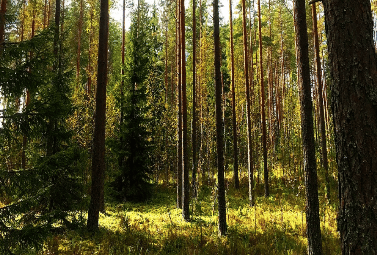 omg woman lost her ring 47 years ago in us get baack from finland forest