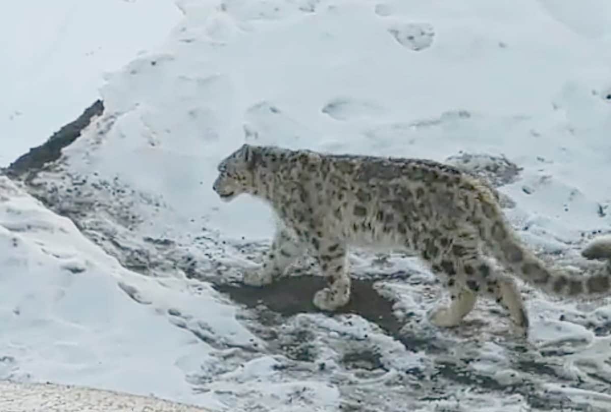 uttarakhand : Rare species of animals photos capture in nanda devi nation park trap camera