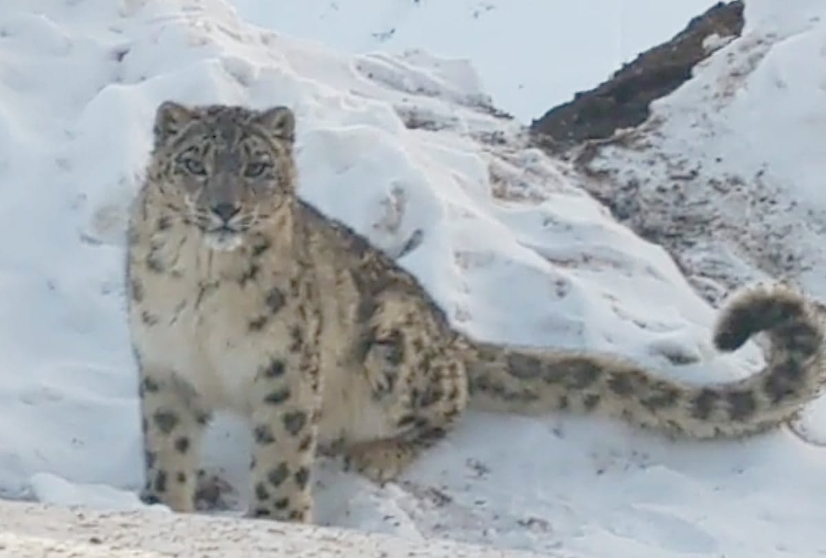 Uttarakhand: Munsiyari Eco Park model can be used in campaign to save snow leopards