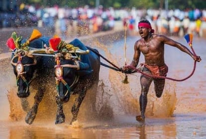 Kambala Jockey Srinivas Gowda won't go for trial says he will continue in his own game