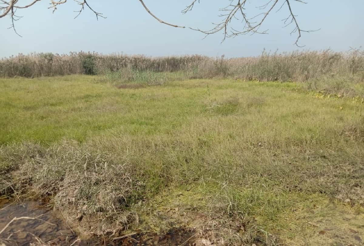 UP Pilibhit dangerous marsh land near Sharda river Sutiya canal looks like playground