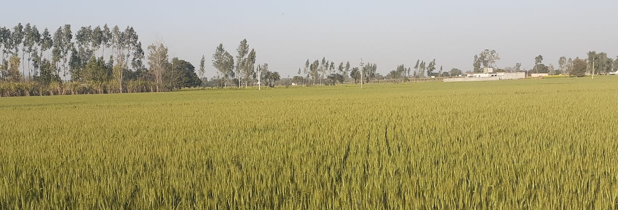 moisture missing in croup filed, farmers warred