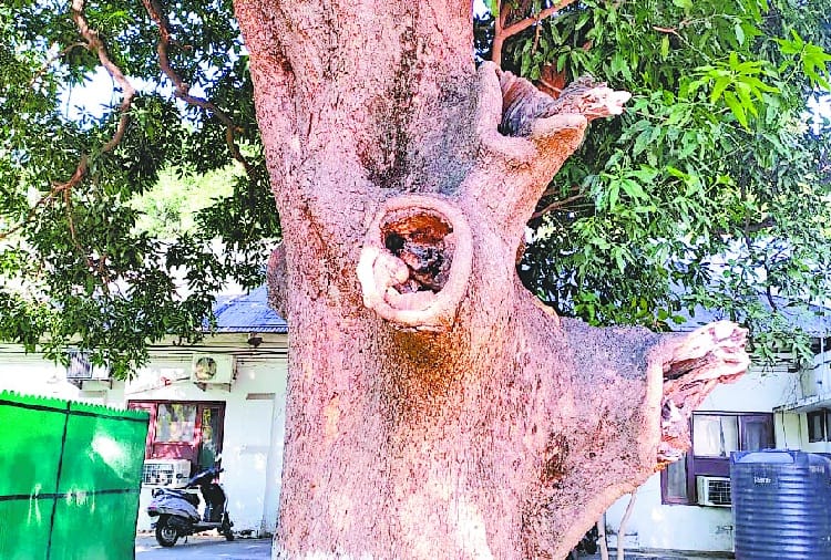 Chandigarh Greenery in Danger due to Old Trees