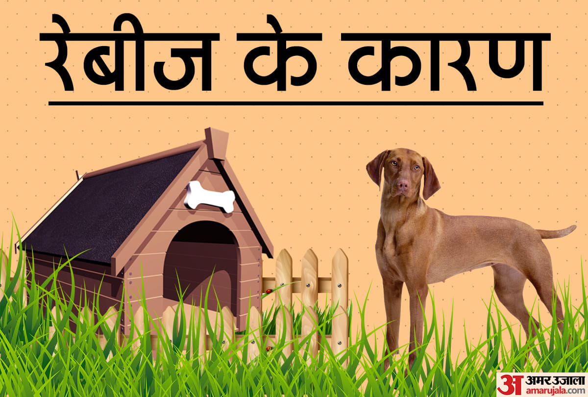 Dog bite treatment signs of rabies know about dog bite infection 
